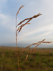 Triraphis andropogonoides