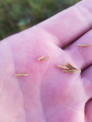 Triraphis andropogonoides