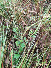 Chascanum hederaceum