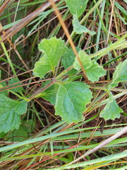 Chascanum hederaceum