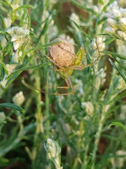Peucetia striata