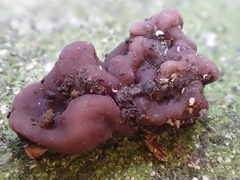 Peziza ellipsospora