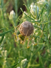 Peucetia striata