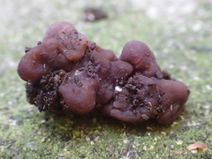 Peziza ellipsospora