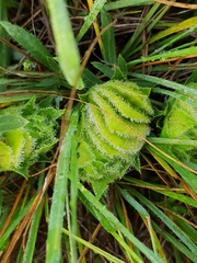 Barleria macrostegia