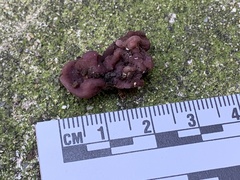 Peziza ellipsospora