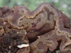 Peziza ellipsospora