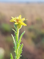 Osteospermum muricatum