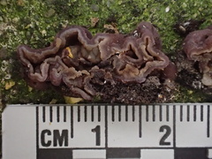 Peziza ellipsospora