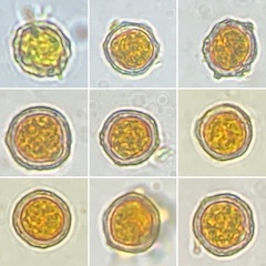 Peziza ellipsospora