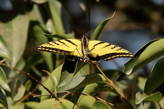 Papilio multicaudata