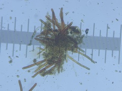 Peziza ellipsospora