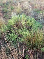 Osteospermum muricatum