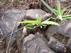 Euphorbia pseudotuberosa