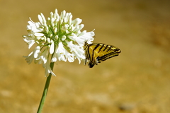 Papilio multicaudata