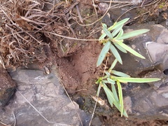 Euphorbia pseudotuberosa
