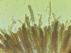 Peziza ellipsospora