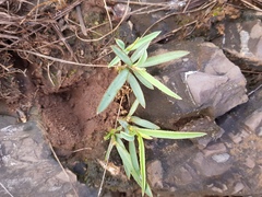 Euphorbia pseudotuberosa
