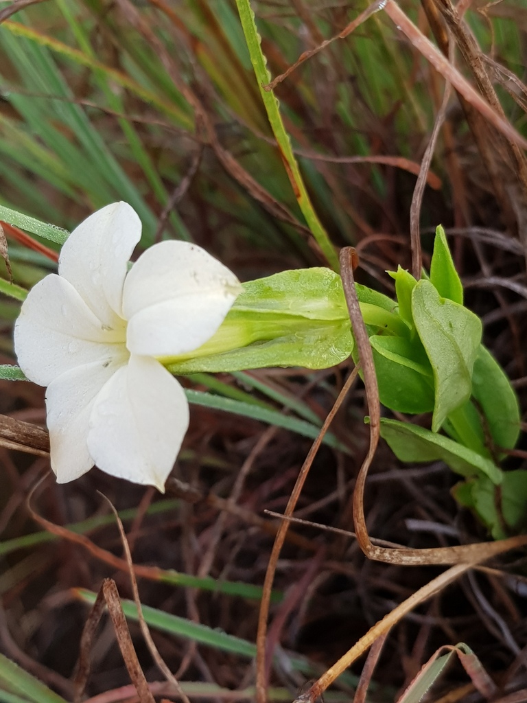 Primrose Gentian