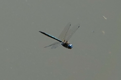 Hemicordulia armstrongi