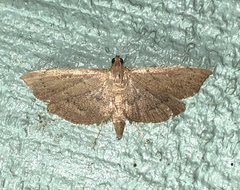 Geshna cannalis