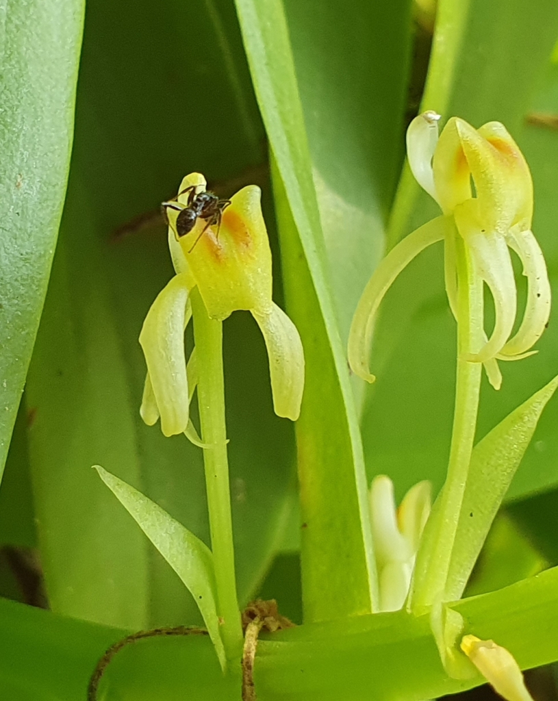 Dog Orchid