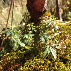 Alchemilla procumbens