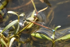 Ischnura aurora aurora