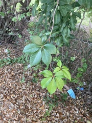Parthenocissus quinquefolia