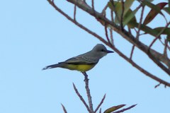 Tyrannus melancholicus