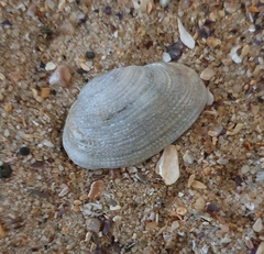 Irus crenatus