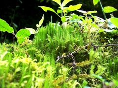 Bryophyta