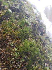 Dicranum fragilifolium