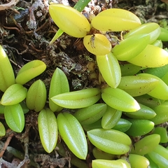 Bulbophyllum shepherdii