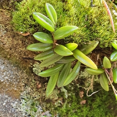 Bulbophyllum shepherdii