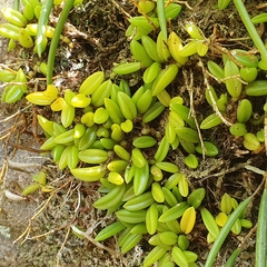 Bulbophyllum shepherdii