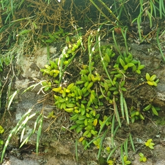Bulbophyllum shepherdii