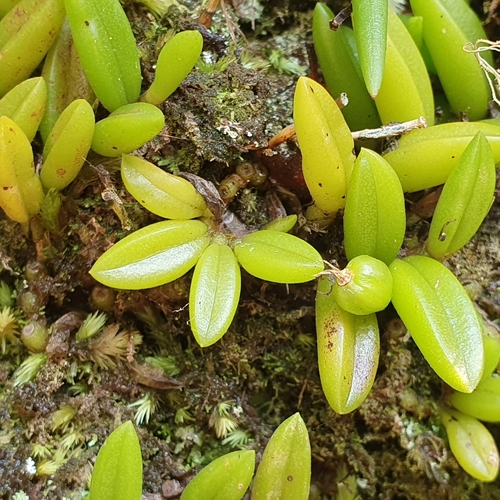 Image of Bulbophyllum shepherdii by (c) ronavery, some rights reserved (CC BY)