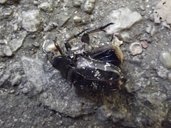 Protaetia brevitarsis