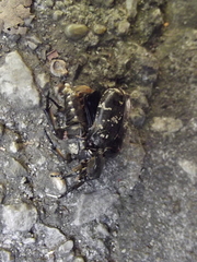 Protaetia brevitarsis