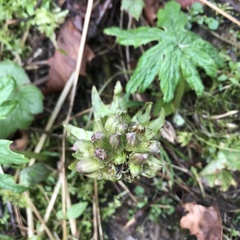 Petasites frigidus palmatus