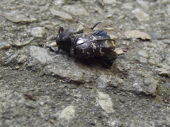 Protaetia brevitarsis