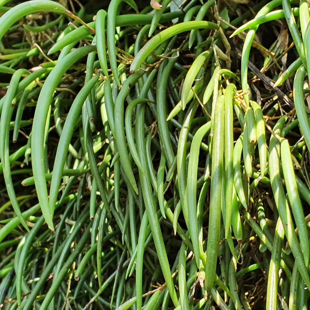 Dendrobium striolatum