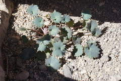 Pozoa coriacea