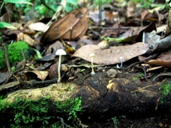 Fungi