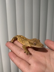 Correlophus