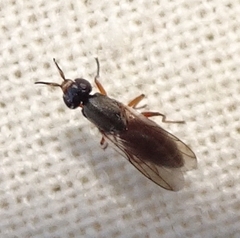 Neodiplotoxa