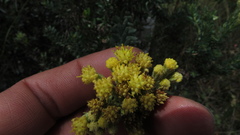 Monticalia ledifolia