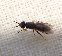 Neodiplotoxa