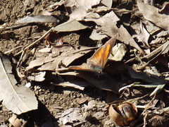 Curetis acuta paracuta